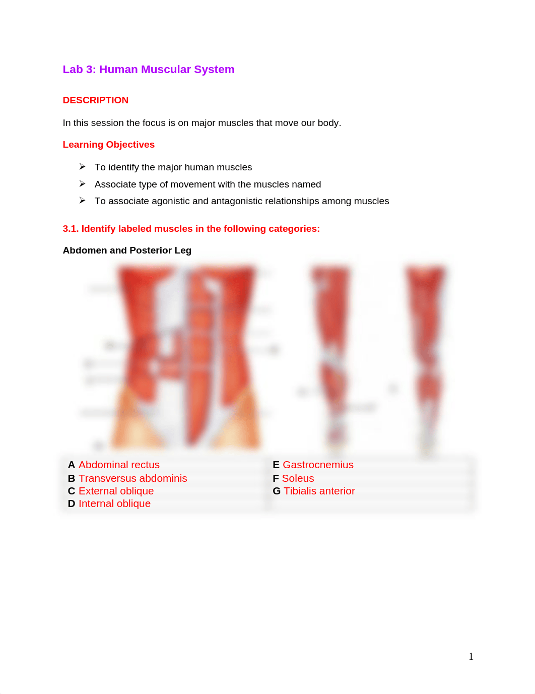 Lab 3 - Online Assignment - Muscles.pdf_dxlg5w9fnea_page1