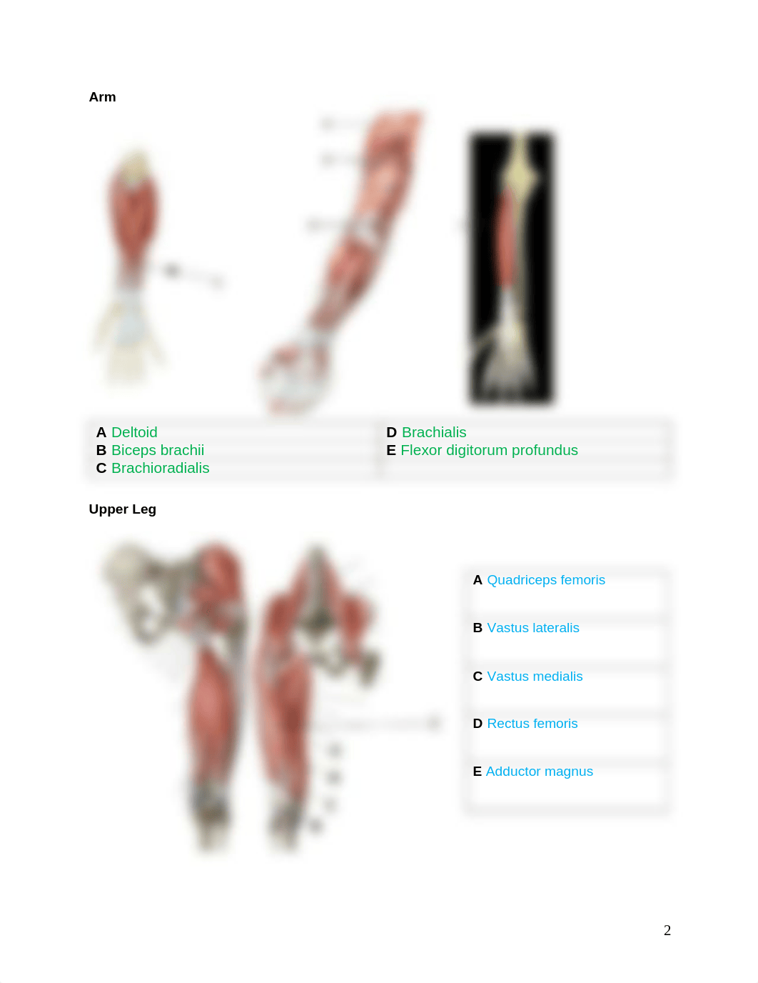 Lab 3 - Online Assignment - Muscles.pdf_dxlg5w9fnea_page2