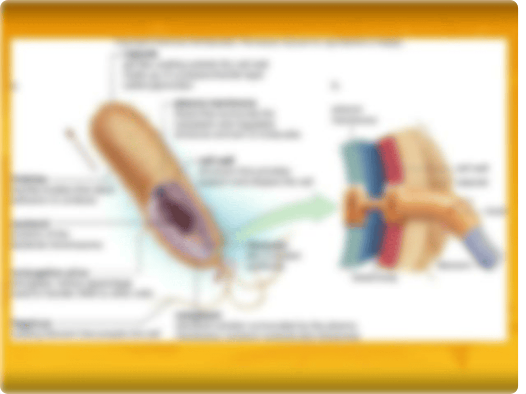 Bacteria & Viruses.ppt_dxlr7hoeq9g_page3