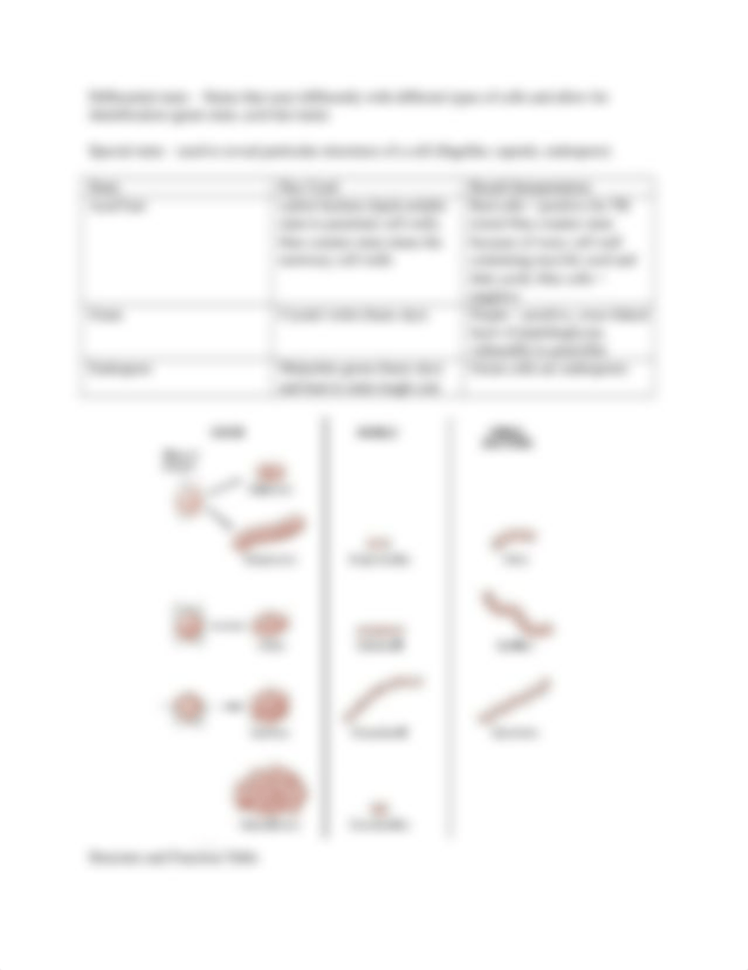 Microbiology Exam 1 Study Guide.docx_dxmwkiqqmak_page4