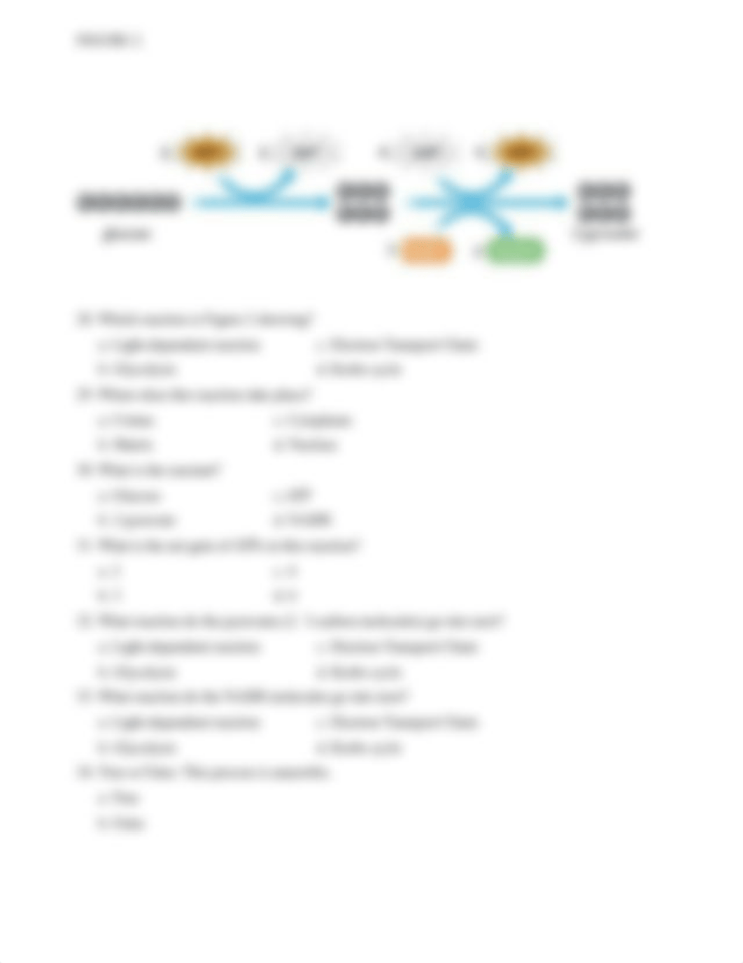 Cellular Respiration Test.doc_dxnw3go9b39_page2