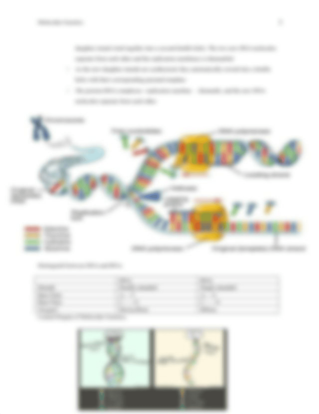 Biology Exam Review molecular genetics.docx_dxprh9ur7m9_page3