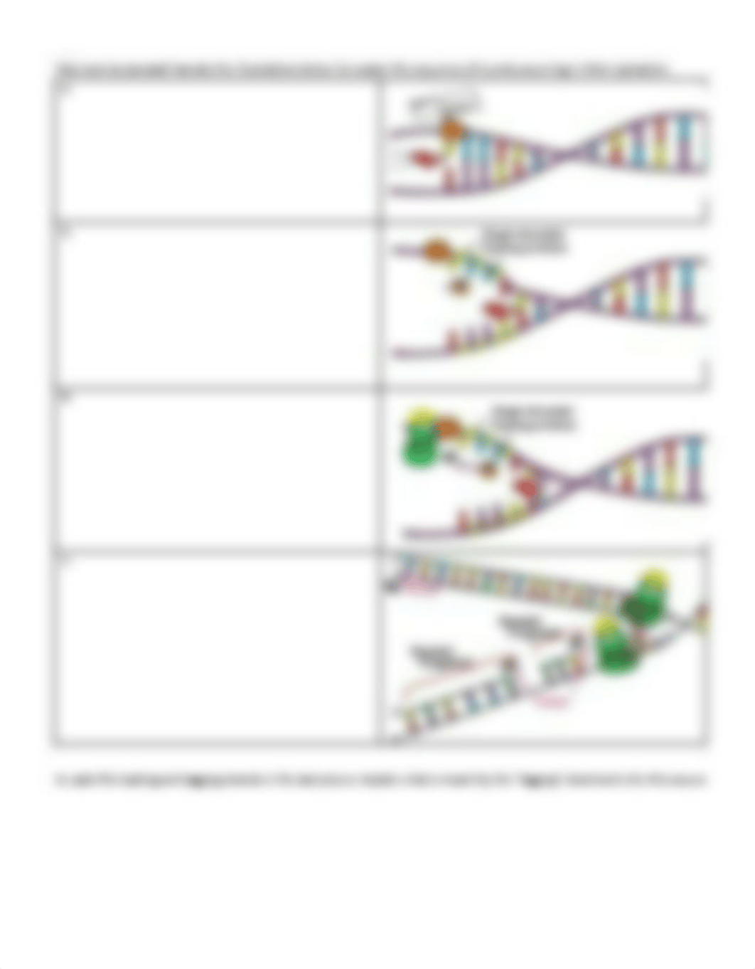 Week_4_DNA_synthesis_Activities_(1).pdf_dxqwy95utcp_page3