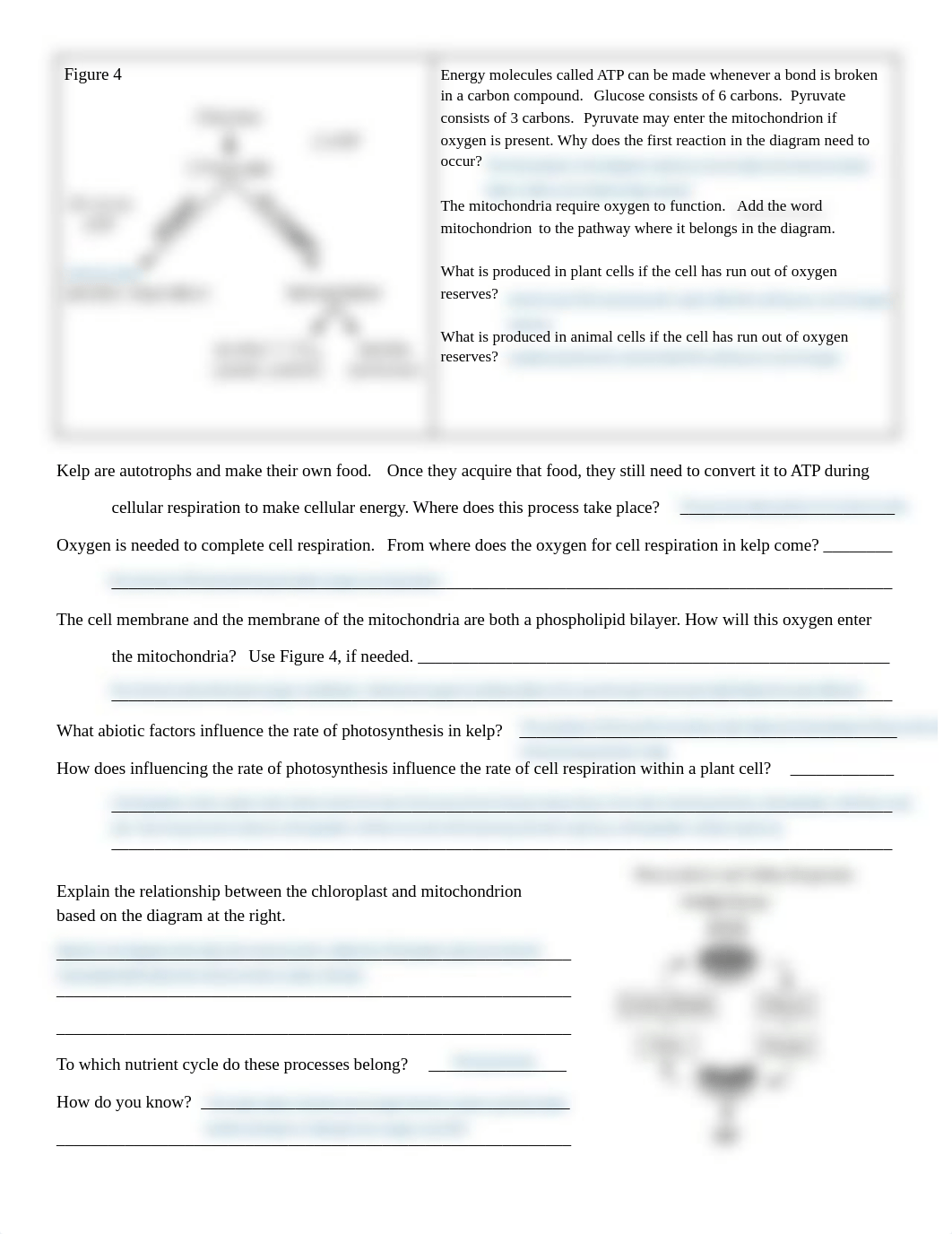 Kami Export - Ketchikans -  D2 Pacific NW-Cell Respiration -Homeostasis.pdf_dxrrju5psng_page2