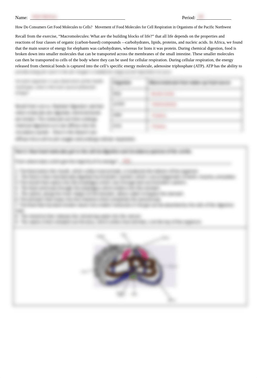 Kami Export - Ketchikans -  D2 Pacific NW-Cell Respiration -Homeostasis.pdf_dxrrju5psng_page3