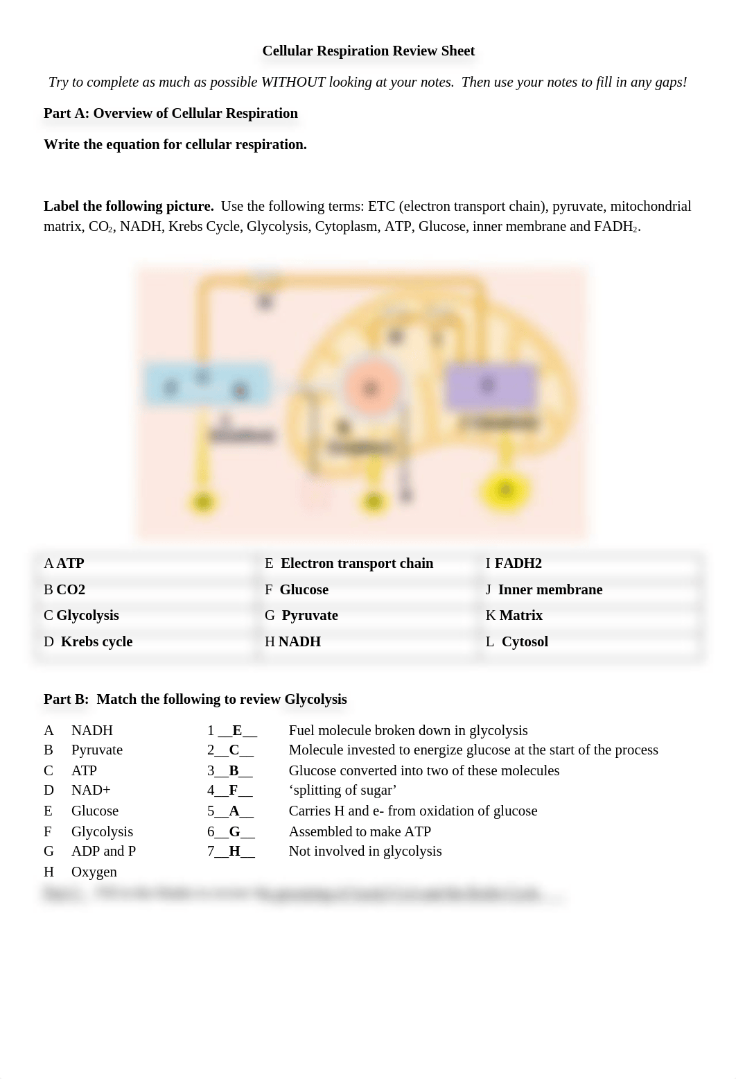 respiration review 2.doc_dxrx3pkovcz_page1