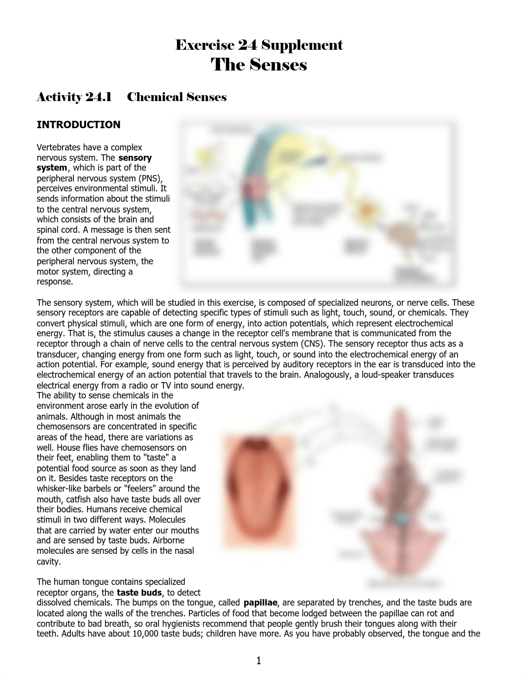 Lab 4 - Special Senses.pdf_dxrzn2cifro_page1