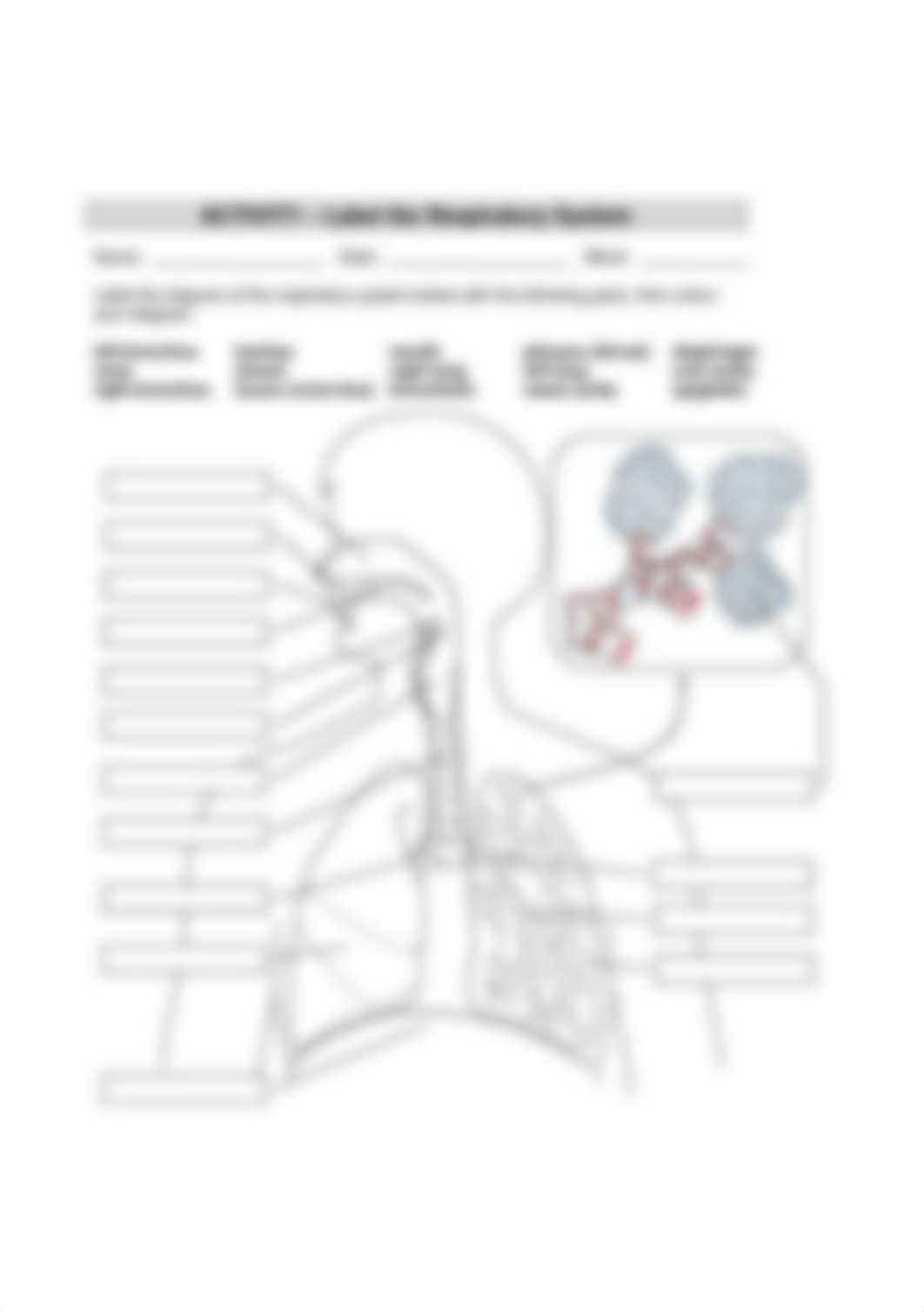 Anatomy of Respiratory System (1).png_dxs511kql3u_page1