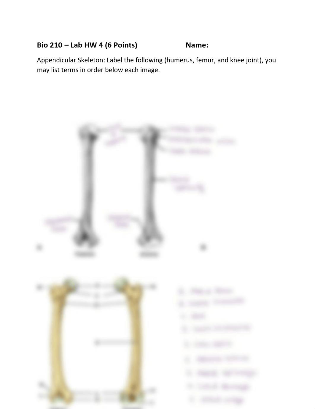 Lab HW 4 Appendicular Skeleton.pdf_dxsc2mrvqnn_page1