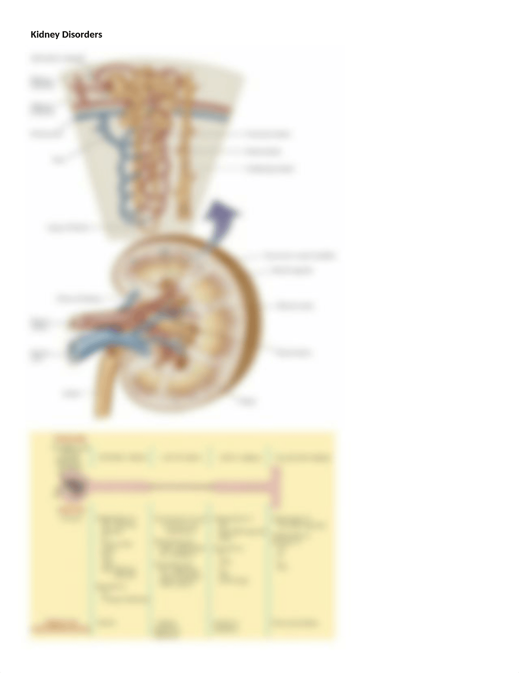 Ch. 39 Renal.docx_dxses9fxvm9_page1