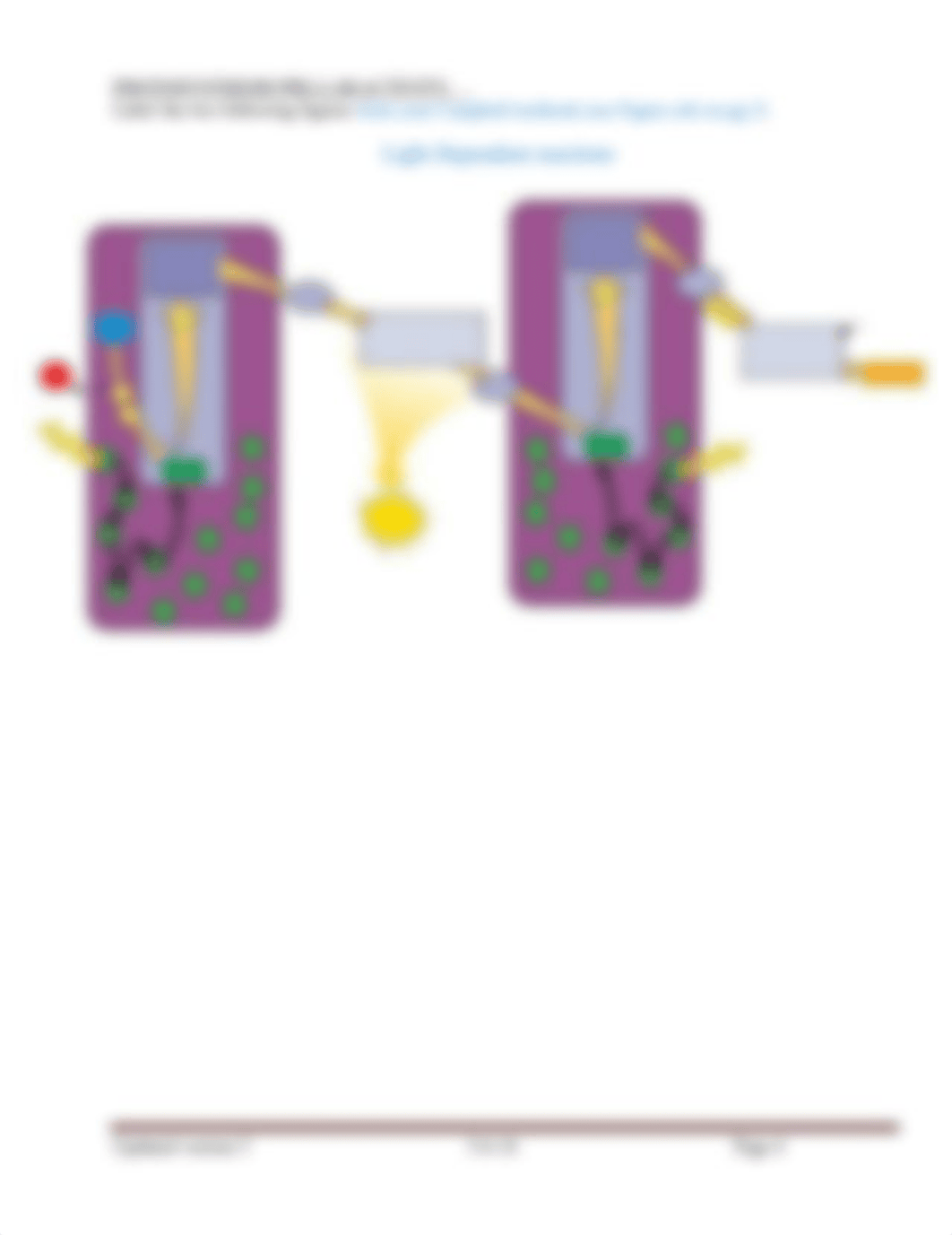 Bio 1 Lab 7_CellRespiration-Photosynthesis.docx_dxtleovqao1_page4