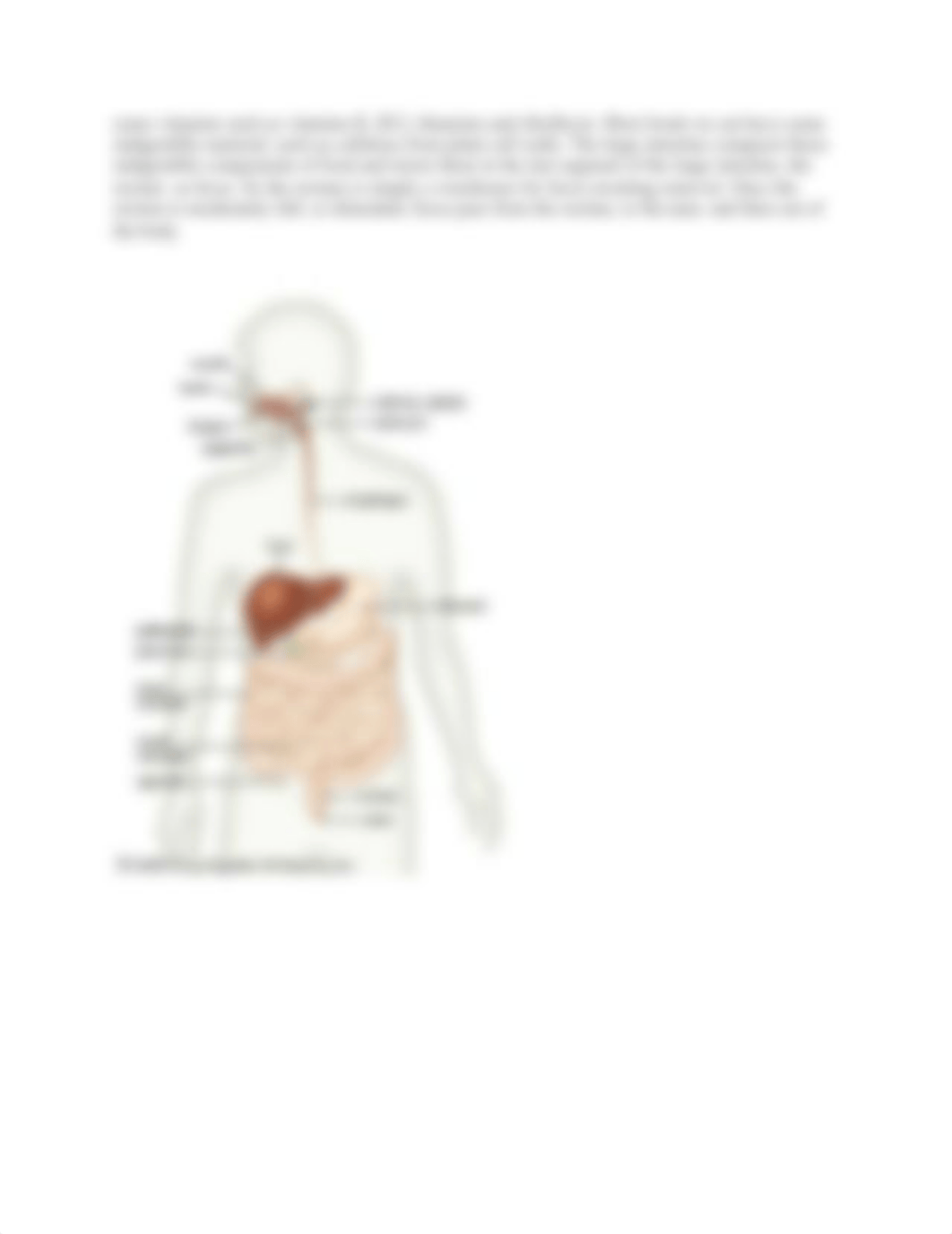 BIO 1201 Lab 7 DIGESTION(1).docx_dxttozqcuxt_page2