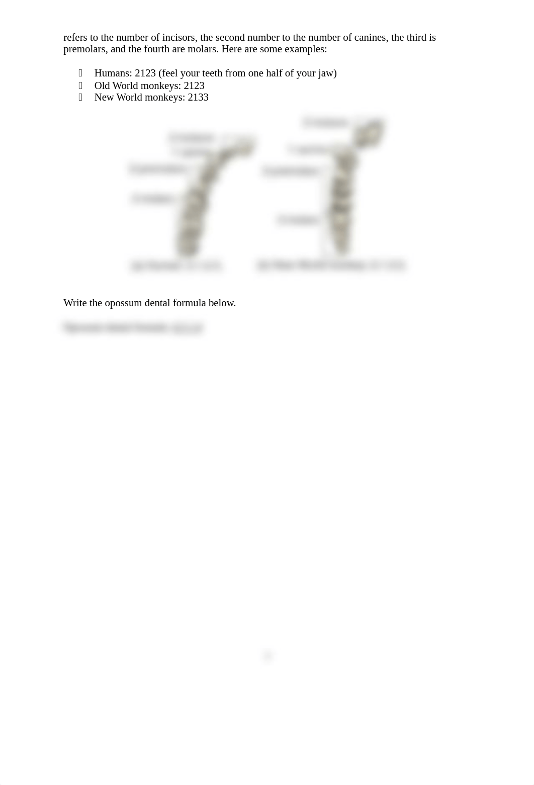 Lab 3 Mammalian and Primate Anatomy_DoyoungYun.docx_dxu37aqftci_page2