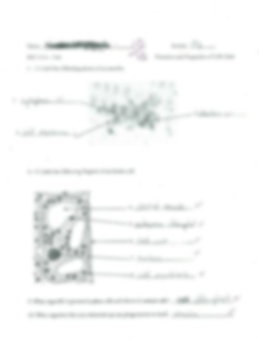 function and properties of cells_dxumz70maa4_page1