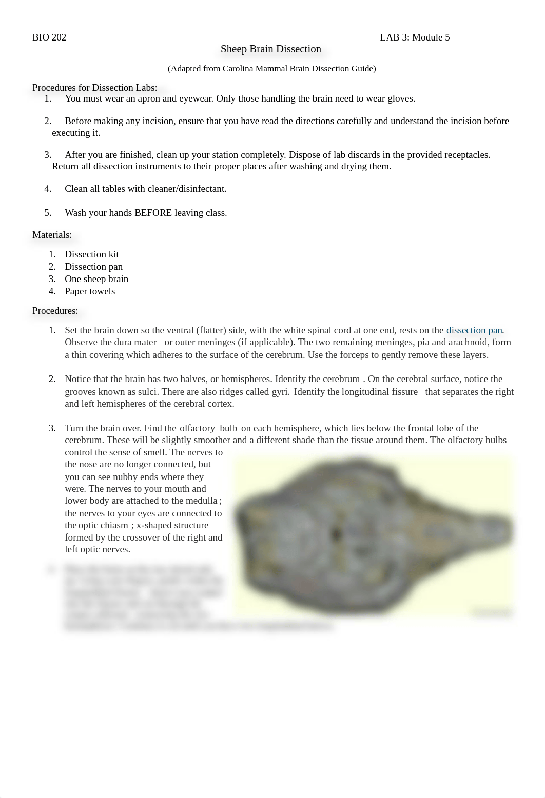 Sheep Brain Lab.docx_dxuwdukelep_page1