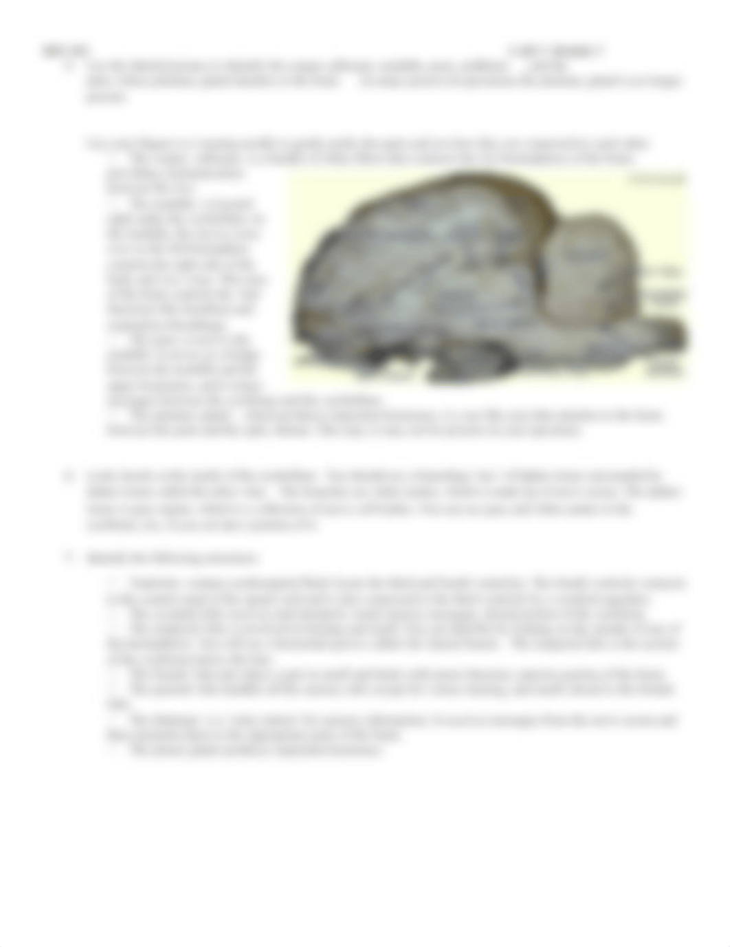 Sheep Brain Lab.docx_dxuwdukelep_page2