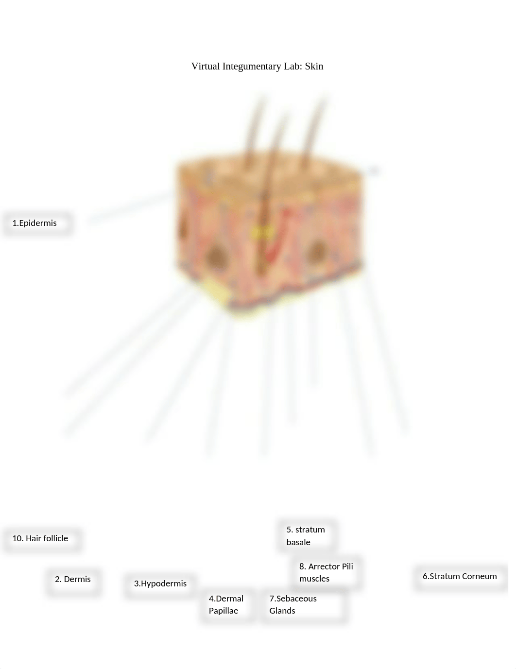 bio skin lab week 3.docx_dxvu6v8bxau_page1