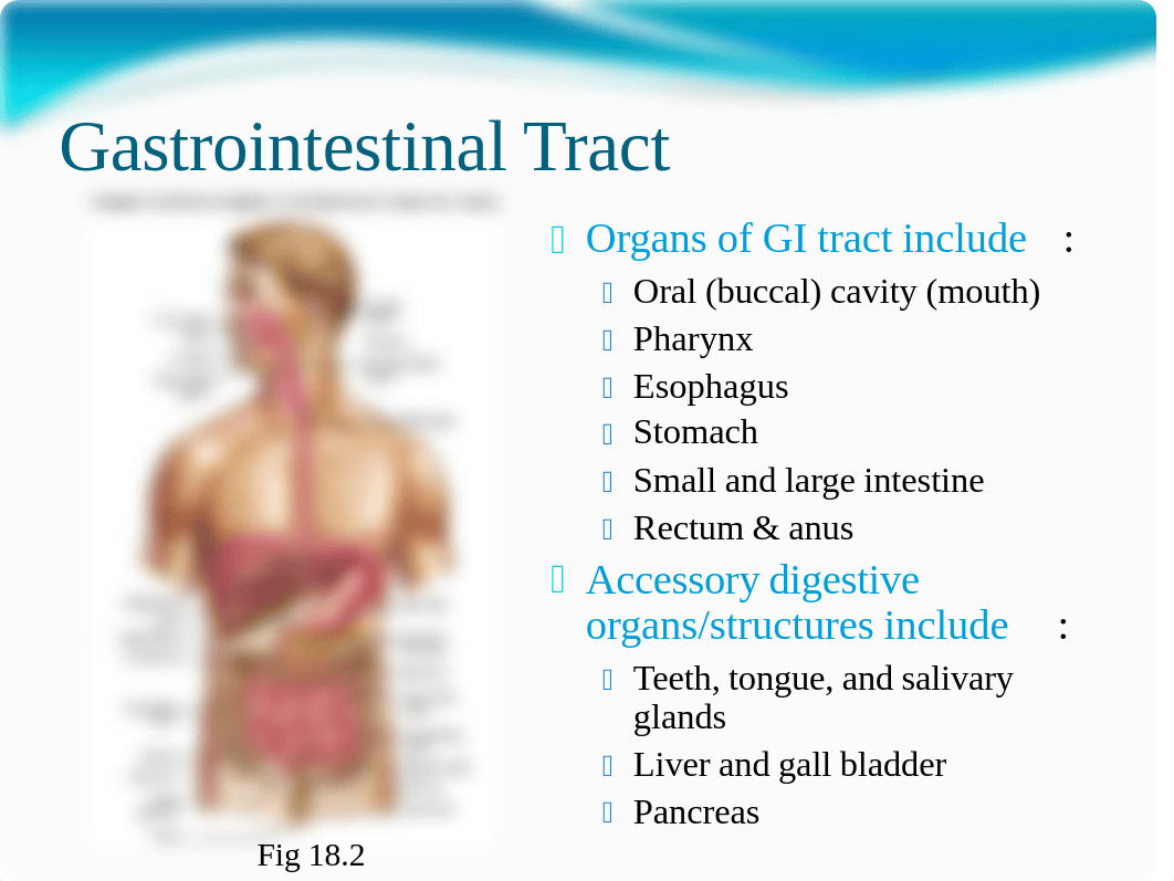 LM4 Digestive lecture SU061410b_dxw08ctagy7_page2