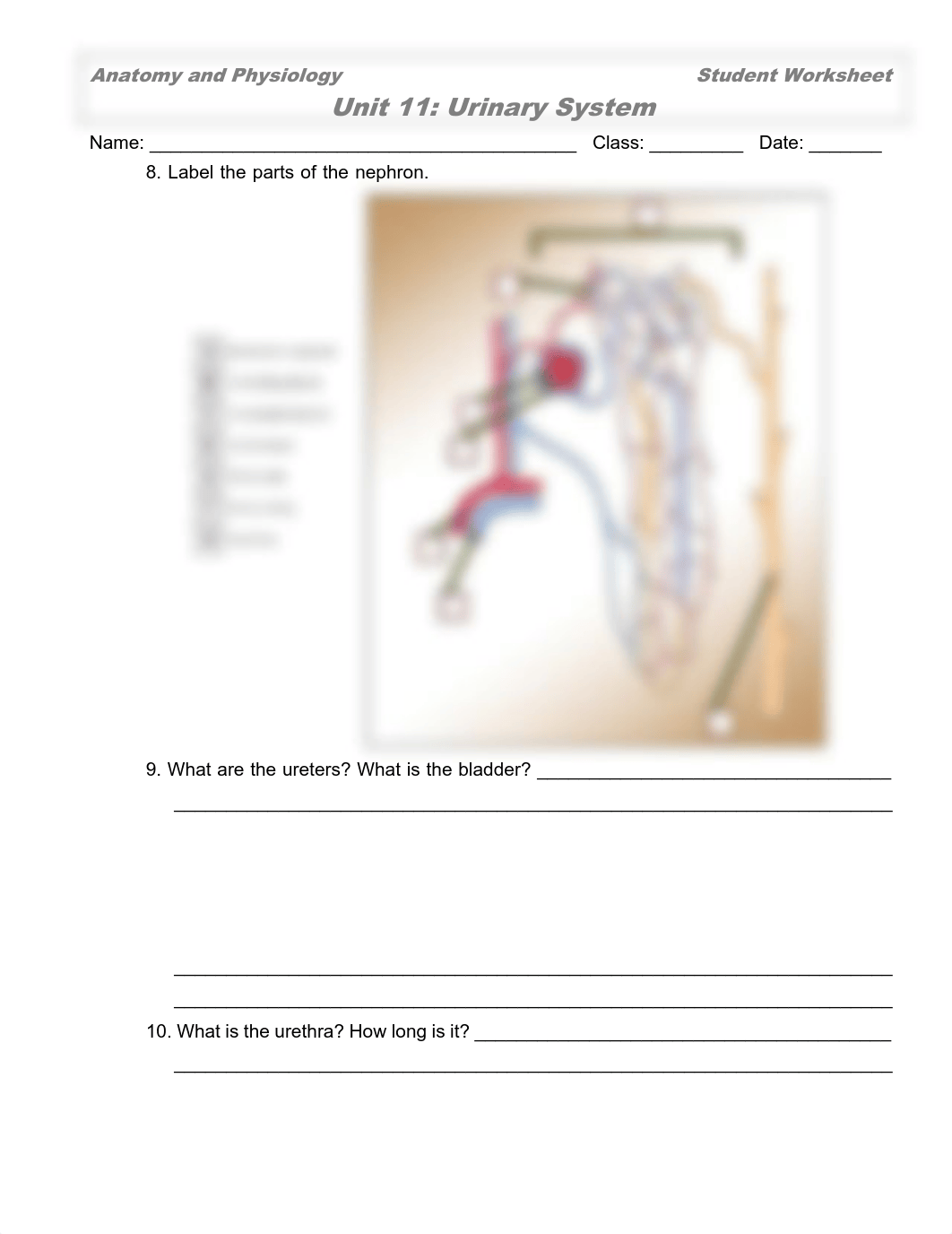 Urinary System Worksheet.pdf_dxw0n1k9jfz_page2