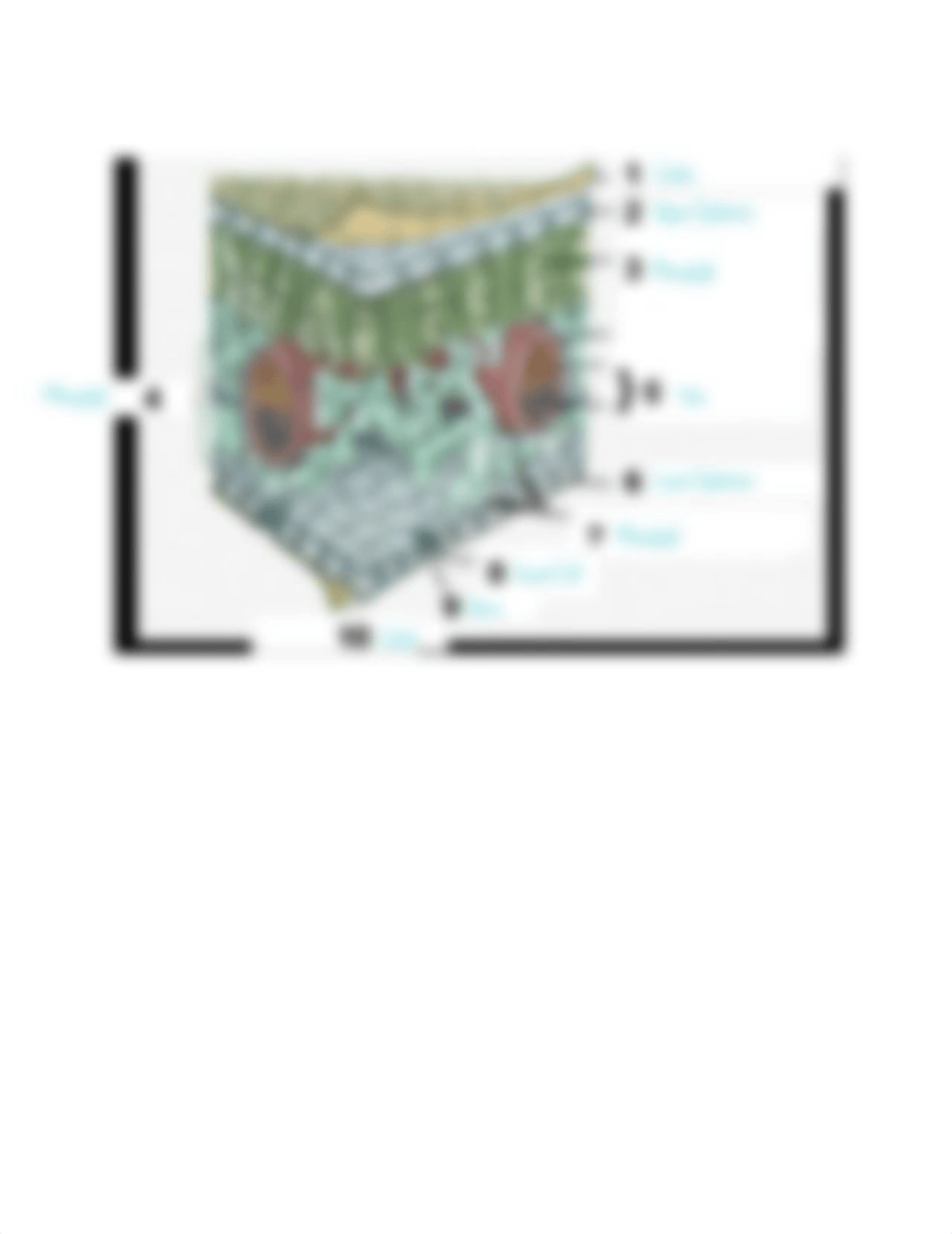 BIOL 100 Exam #2 revised.pdf_dxw3vv8ldrn_page4