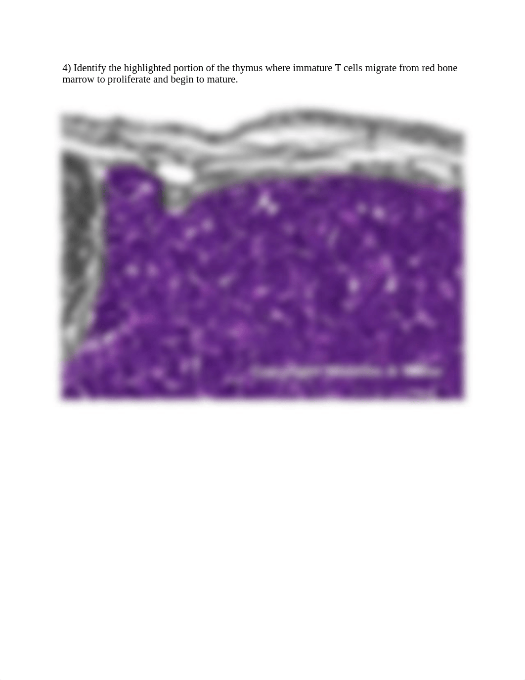 REAL_ANATOMY_LAB_05_lymphatic_and_immune_system.docx_dxwb1reah1s_page4