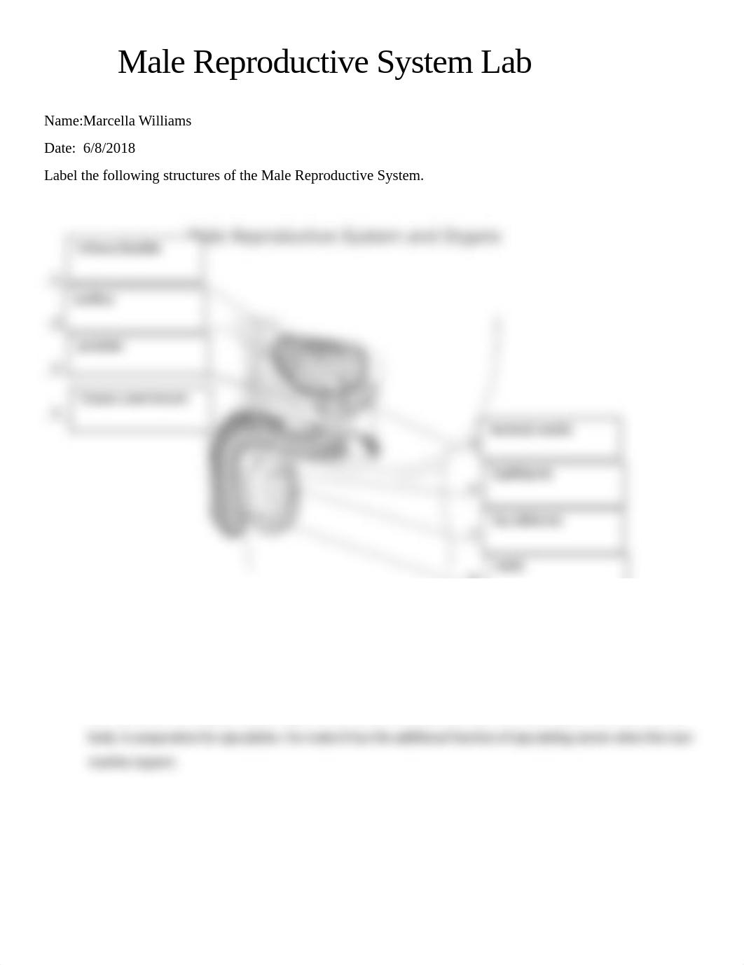 Lab Male Reproductive System(MW).docx_dxwrf6gxgcv_page1