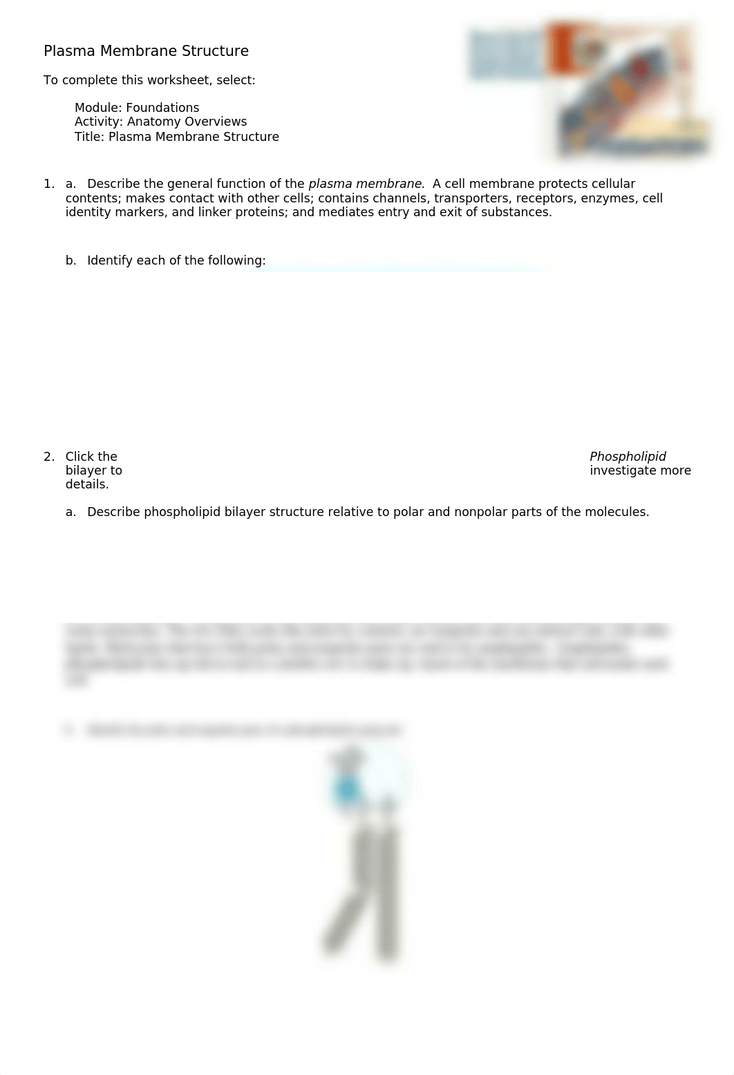 Plasma membrane structure.doc_dxwsem0ieoi_page1