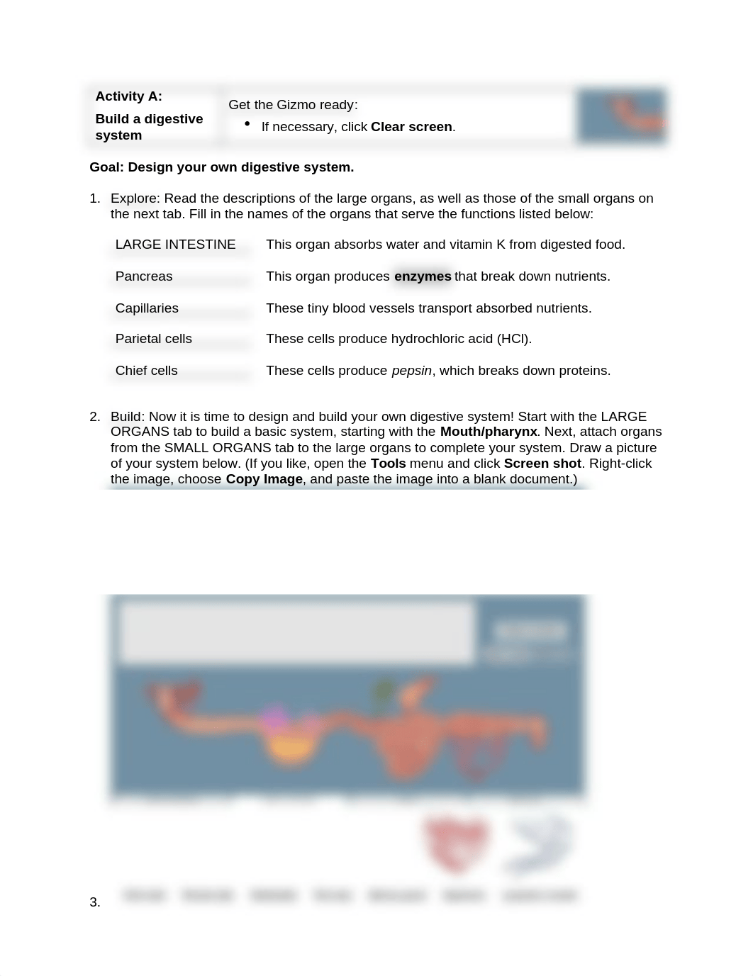 digestive system ab and c .docx_dxwz3mfjjmi_page4