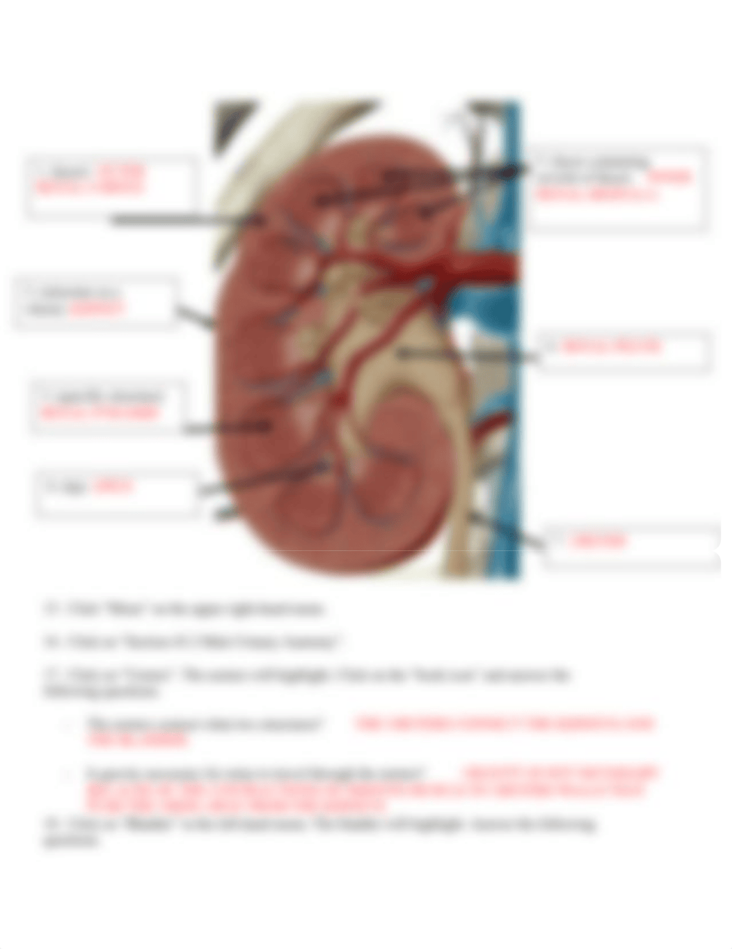 BIO 211 Lab 11 Online Lab Activity  .docx_dxxtr4pzim3_page3