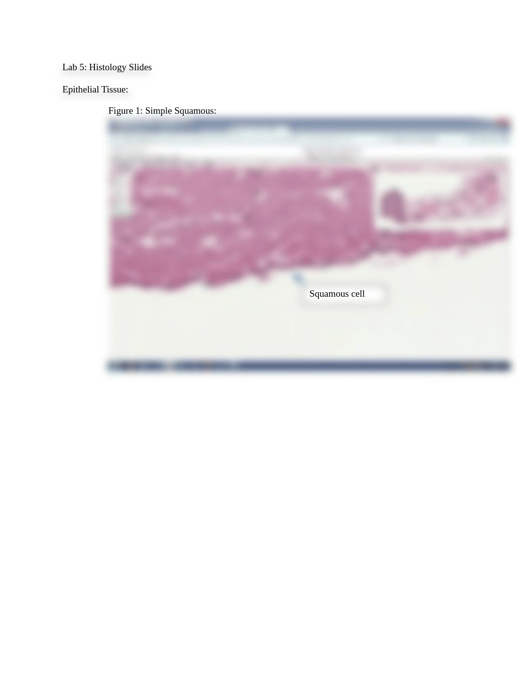 BIOL 1015L  Histology Lab Slides Assignment.docx_dxyjmrh1d34_page1