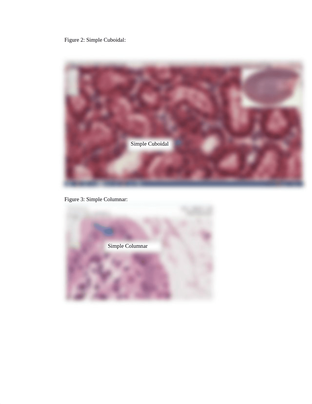 BIOL 1015L  Histology Lab Slides Assignment.docx_dxyjmrh1d34_page2