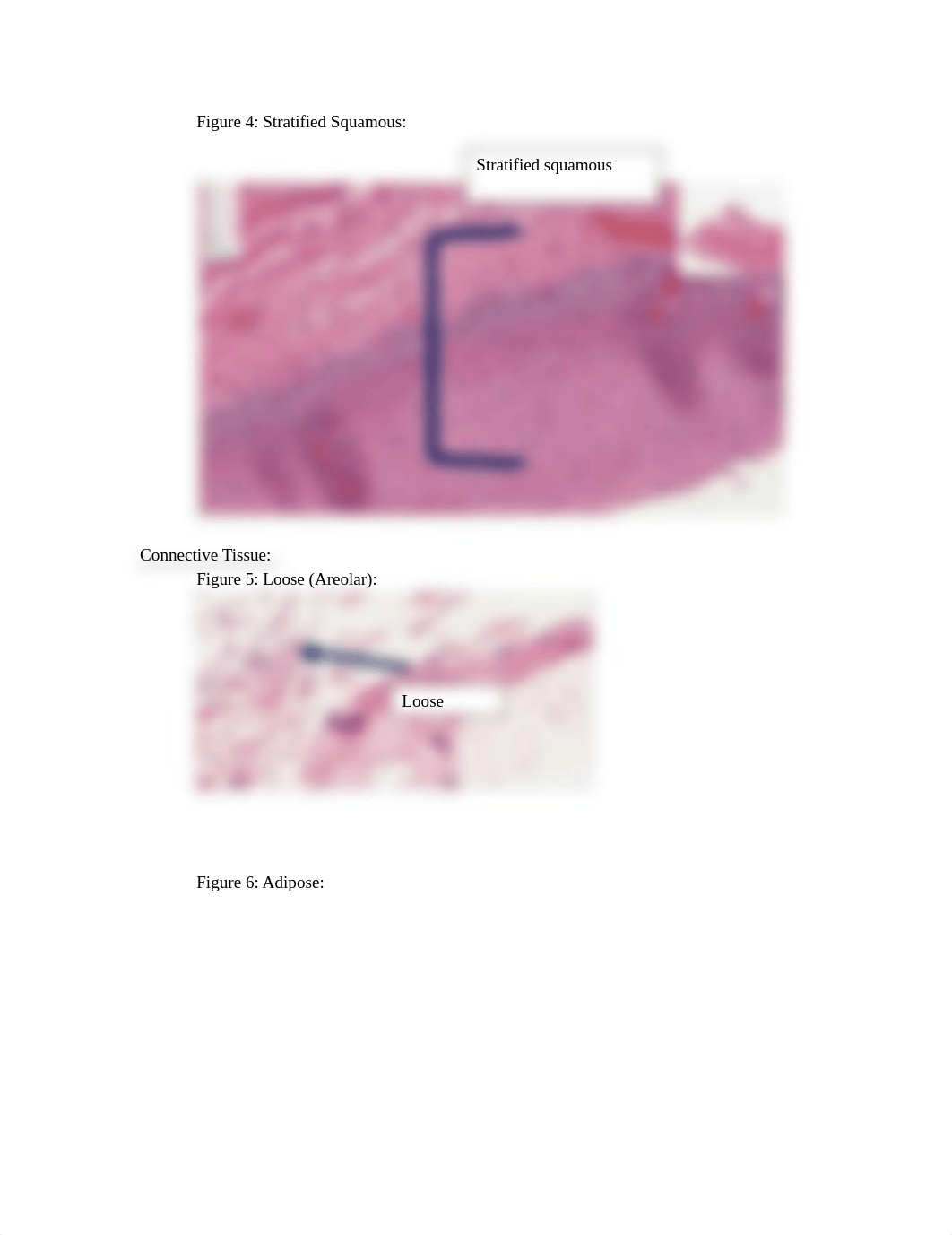 BIOL 1015L  Histology Lab Slides Assignment.docx_dxyjmrh1d34_page3