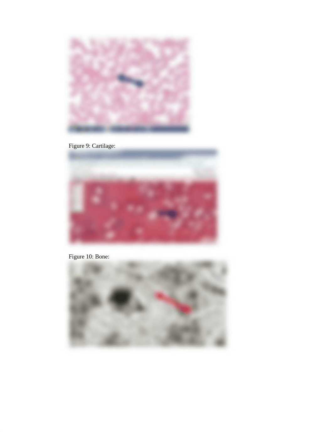 BIOL 1015L  Histology Lab Slides Assignment.docx_dxyjmrh1d34_page5