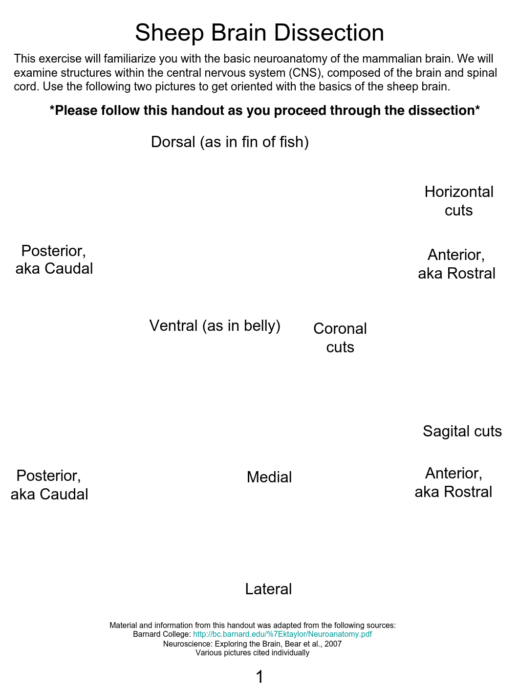 Brain dissection guide-2.pdf_dxzhbmsimpd_page1