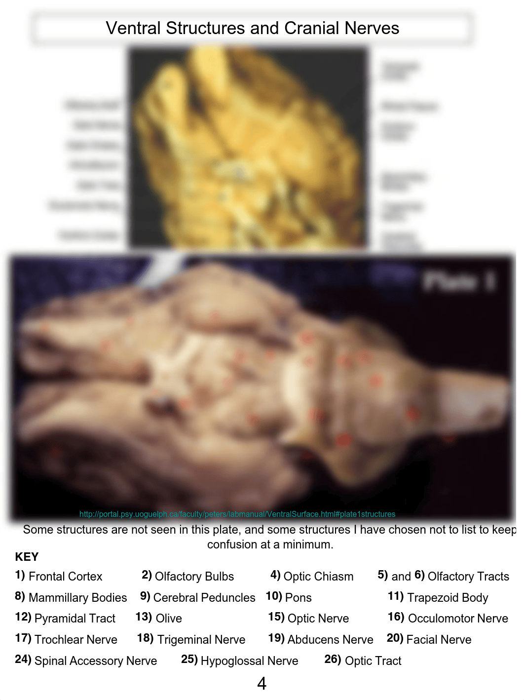 Brain dissection guide-2.pdf_dxzhbmsimpd_page4