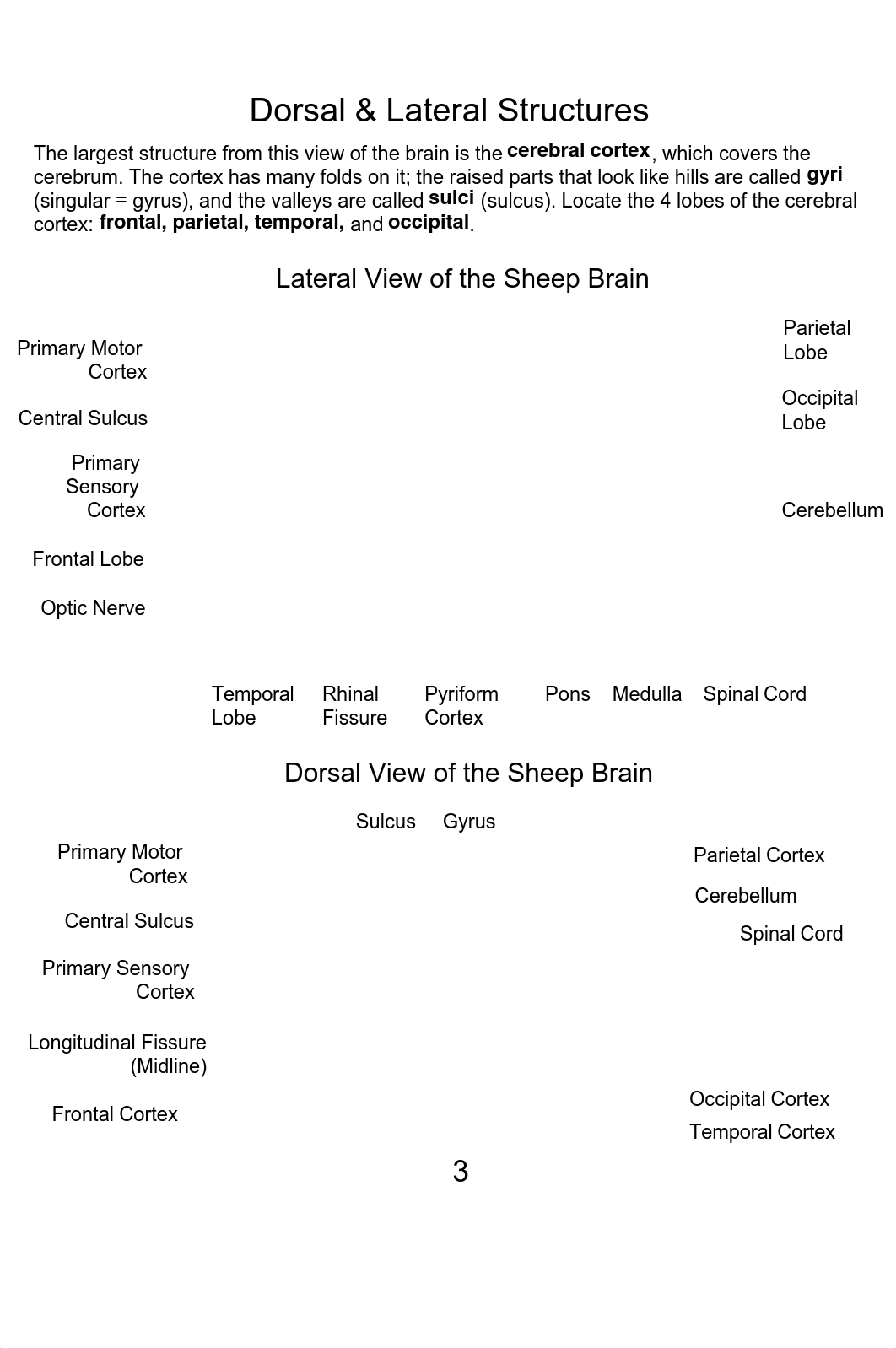 Brain dissection guide-2.pdf_dxzhbmsimpd_page3