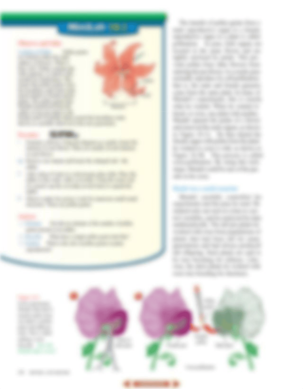 Genetics:Mendel:Meiosis.pdf_dxzxu3gd4dr_page5