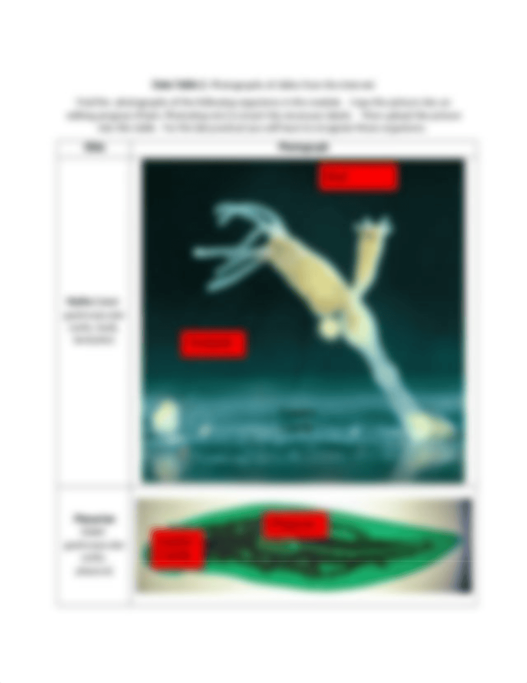 Worksheet_11_-_Invertebrates_dy04tk7t1xz_page3