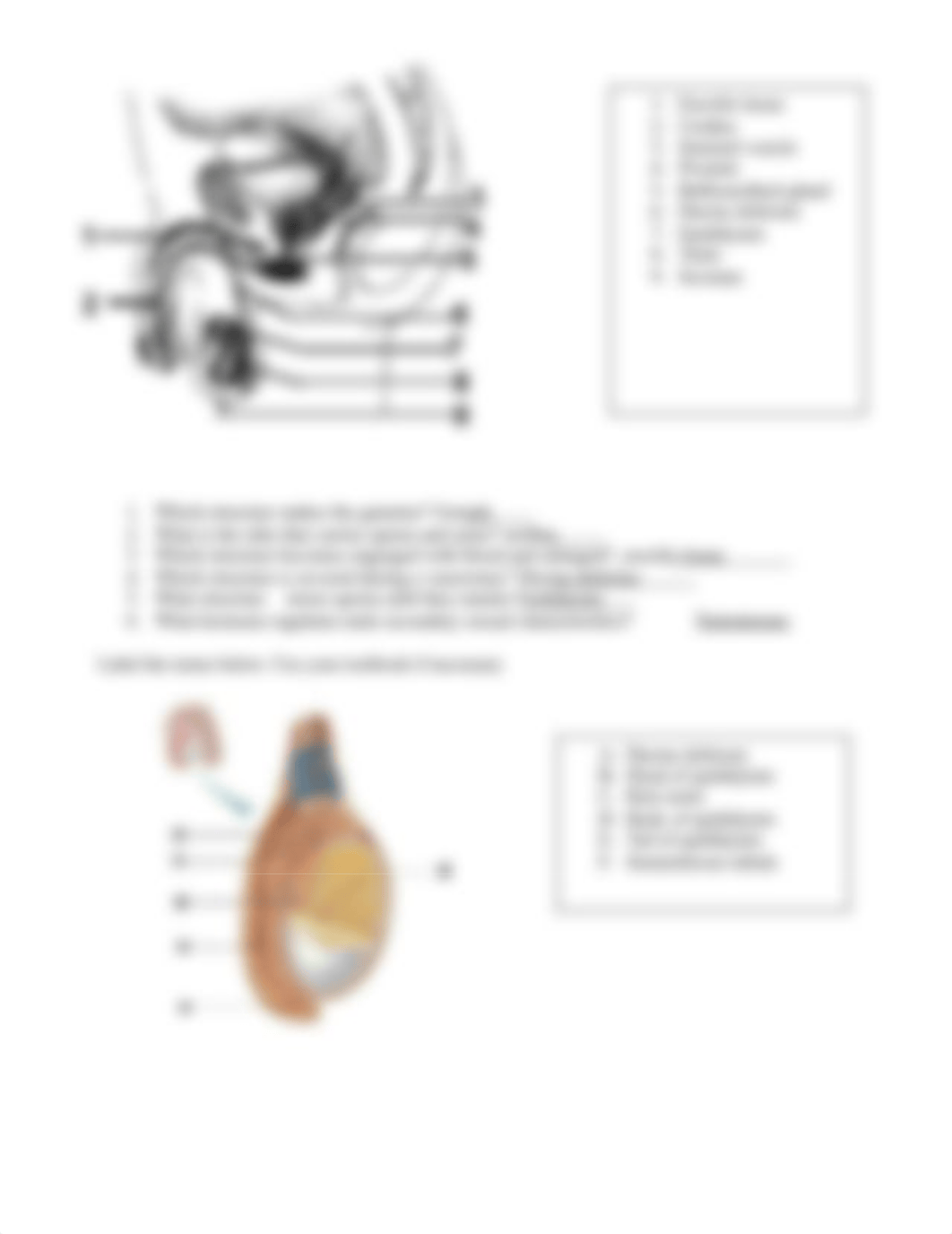 Human reproductive system worksheet 2018.doc_dy1ghd2il0h_page2