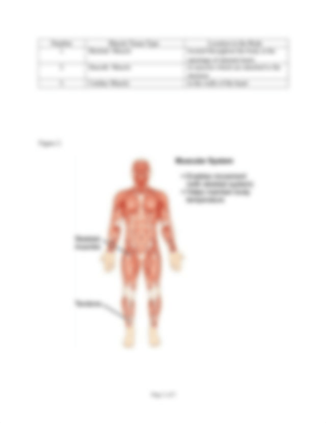 Lab 7- The Muscular System.docx_dy1kvrt049d_page2