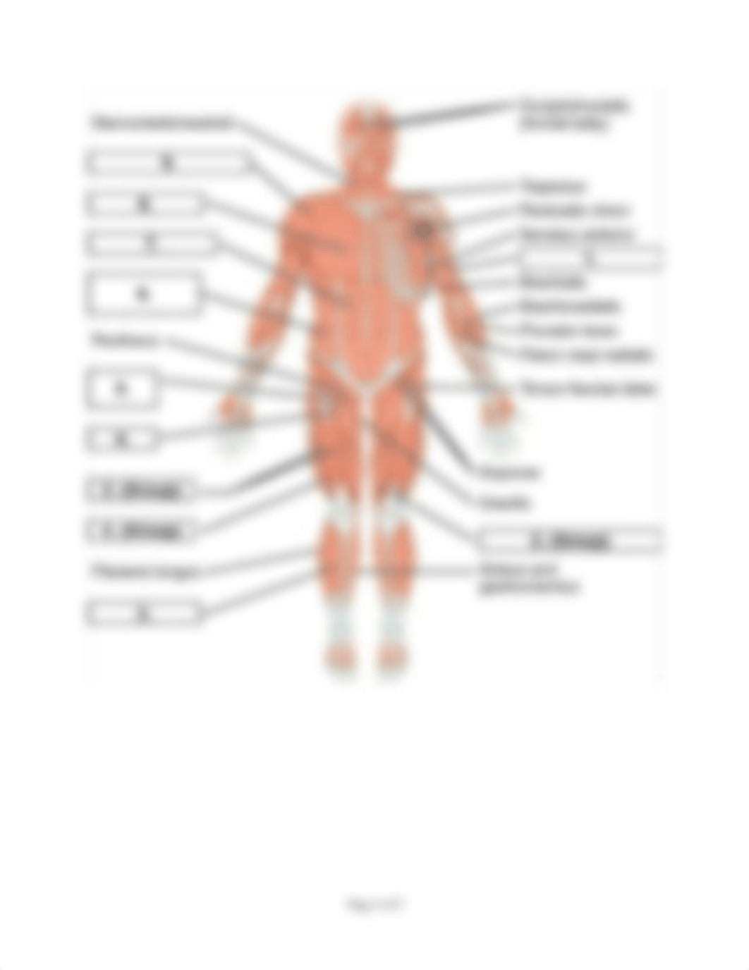 Lab 7- The Muscular System.docx_dy1kvrt049d_page4