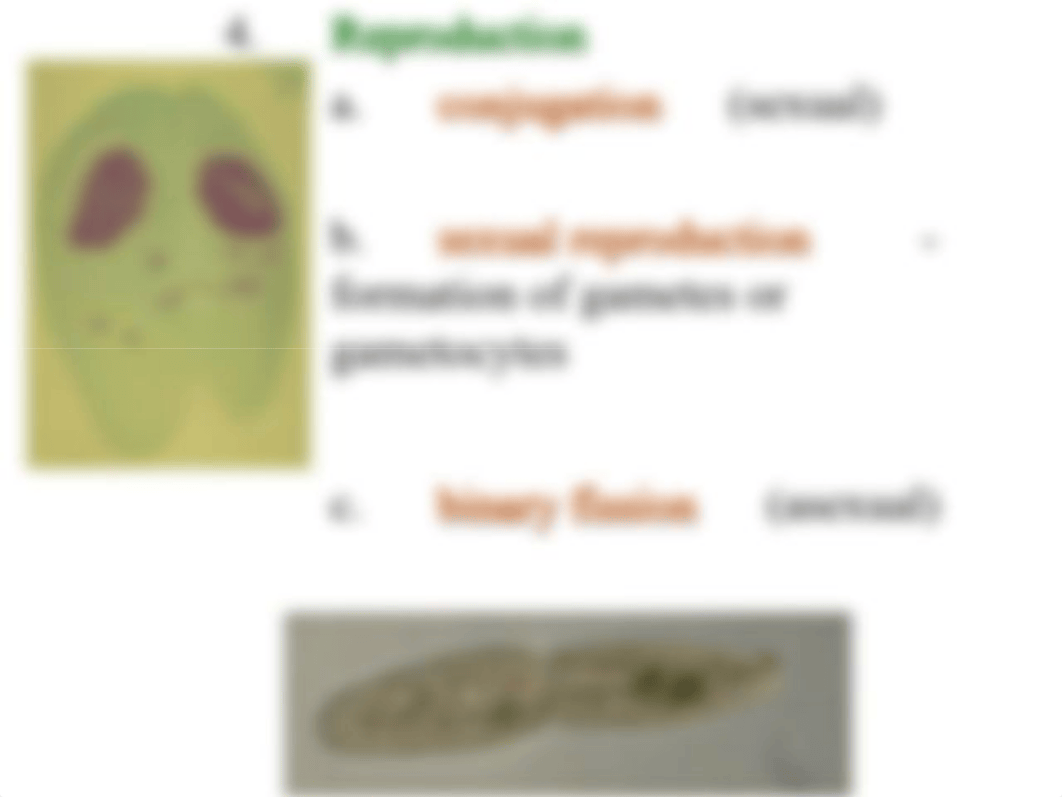 Ch.12 Eukaryotes Protozoa_dy1u79i85y1_page5