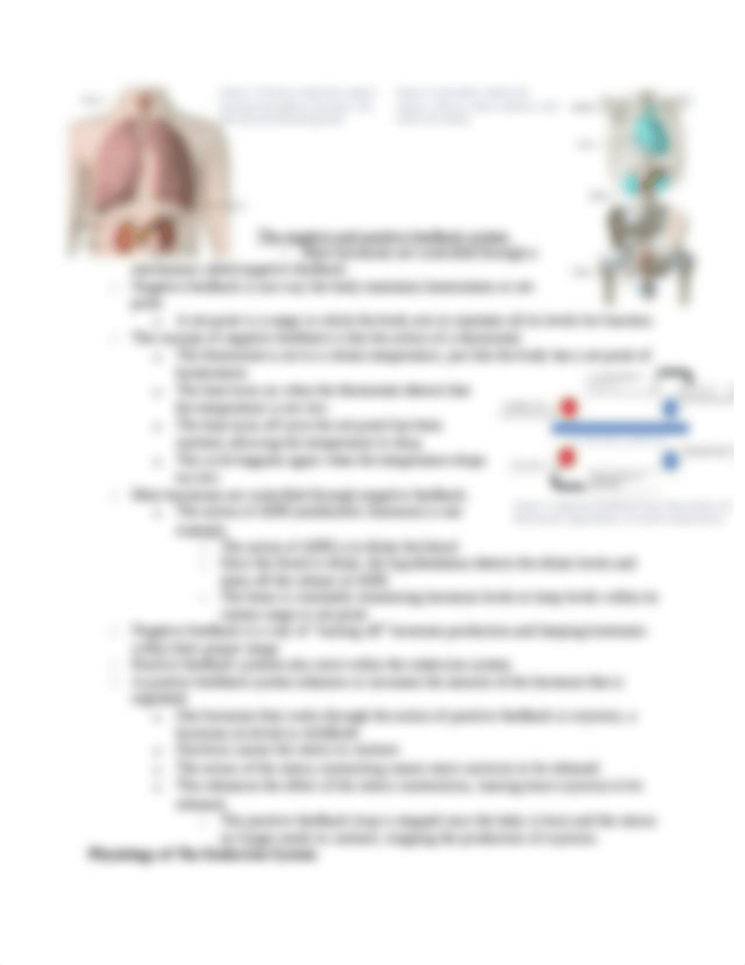 6 - Endocrine System.docx_dy1wjvswu2w_page3