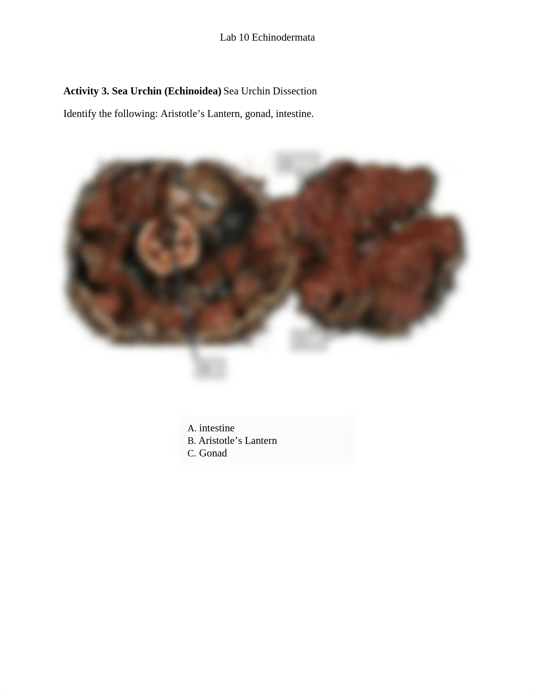 10_Echinodermata.docx_dy2dxw2i51u_page2