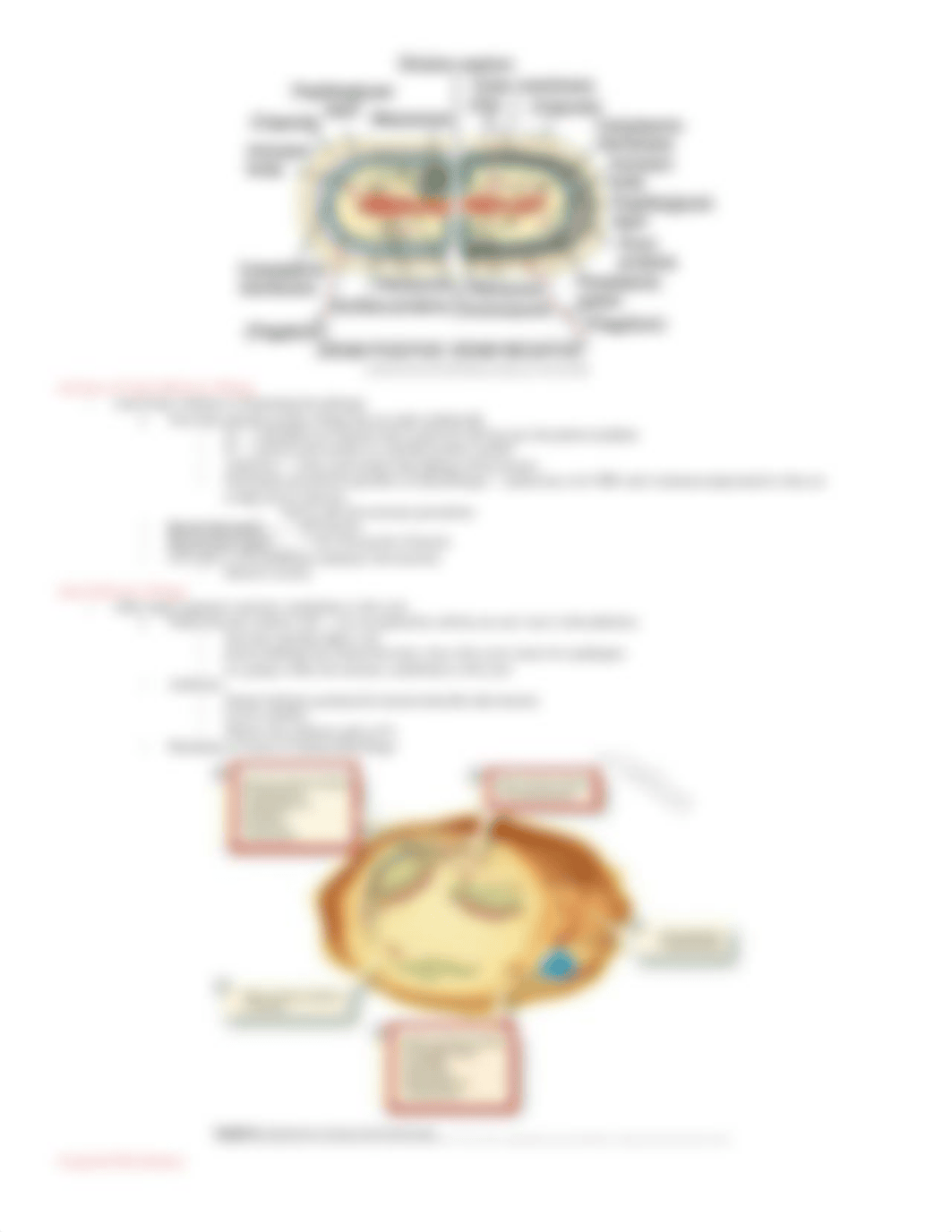 N315 - Infection & Antibiotics .docx_dy2npcg1f3i_page3