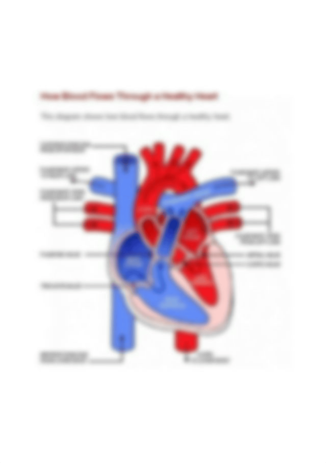 labled heart.jpg_dy2ttxeqrwk_page1