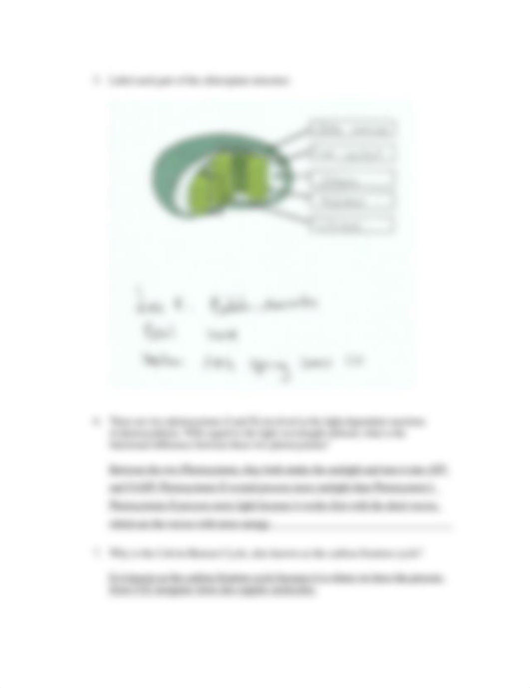 Batista-Mercedes_Photosynthesis.docx_dy2zhjk99ny_page2