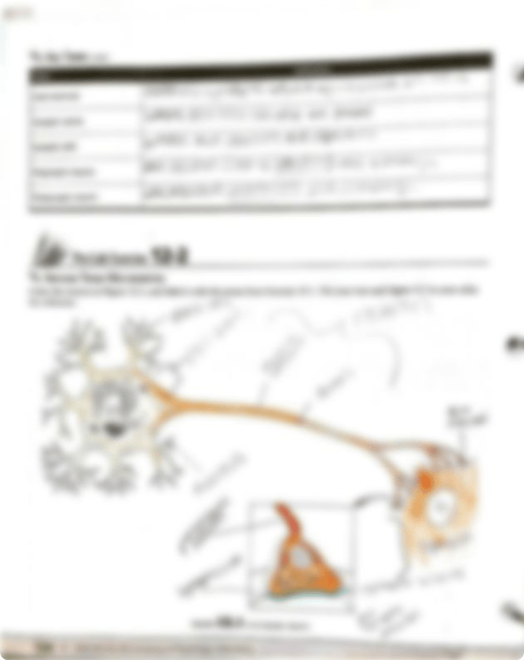 nervous tissue.pdf_dy3yjavtg0e_page2