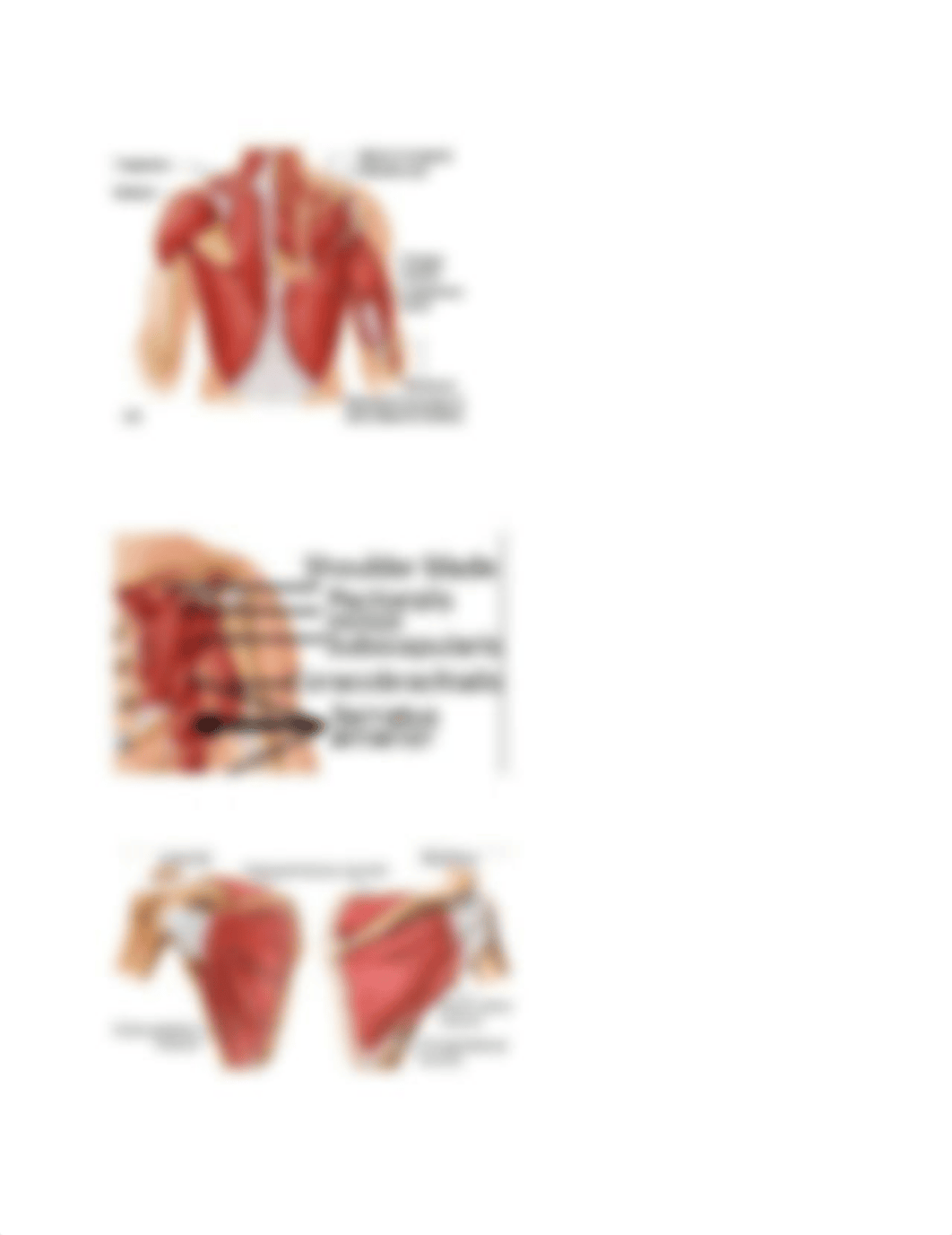 Anatomy Lab Exam #2-2.pdf_dy418eanb31_page5