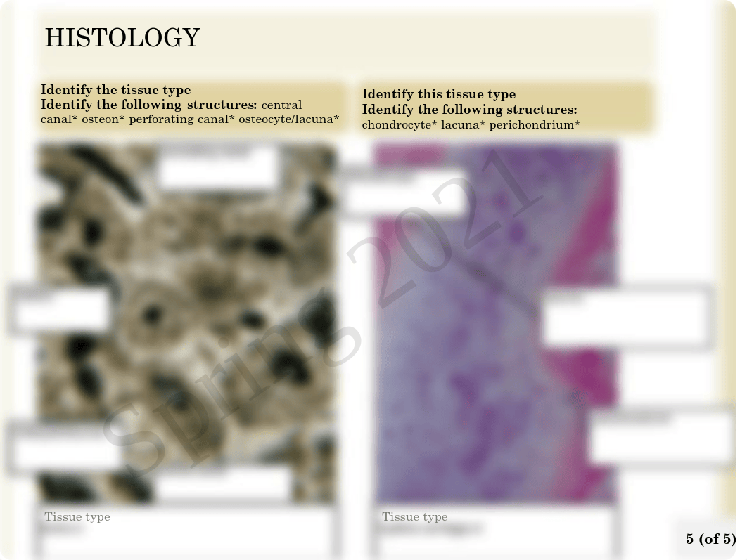 Anatomy and Physiology Chapter 6 Homework Fillable.pdf_dy429t7jp0z_page5